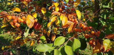   Kırmızı elma, sonbahar hasat konsepti.