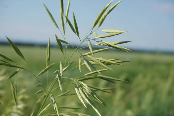 yeşil çimenler tarlada