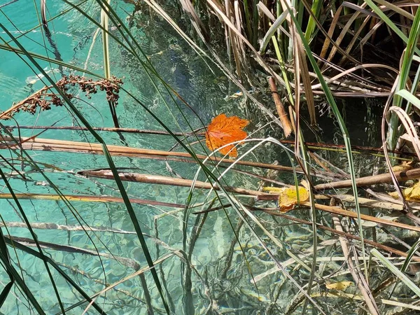  Yapraklar, turkuaz sudaki çimenler