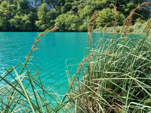 Ormandaki gölün güzel manzarası