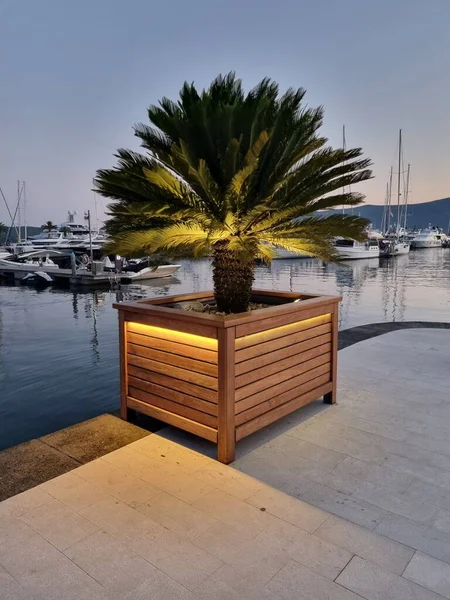  Şehir ve deniz manzarası, küvette bir palmiye ağacı. Karadağ