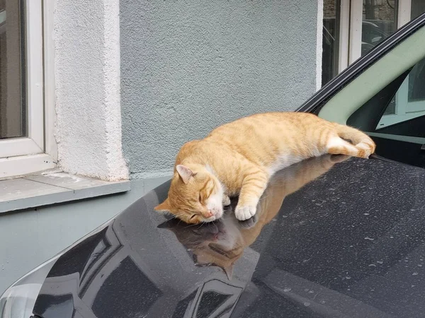  Arabanın kaputunda uyuyan kızıl saçlı bir kedi.