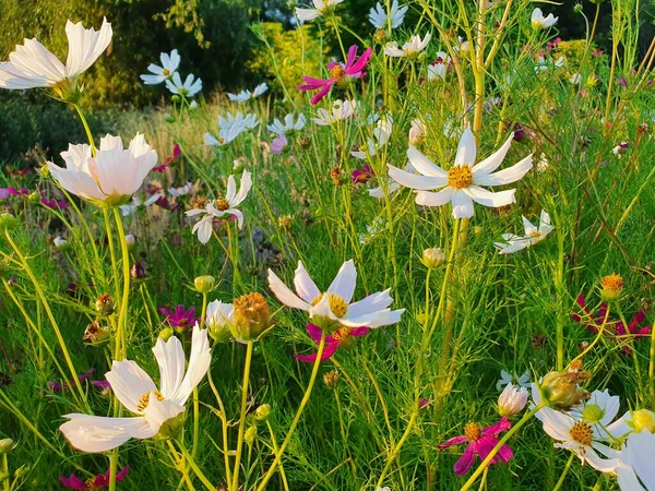 Bahçedeki güzel çiçekler