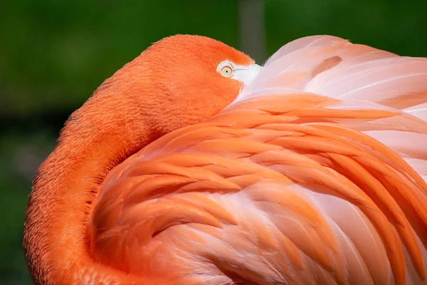Flamingo Mit Kopf Über Körper Gestülpt — Stockfoto