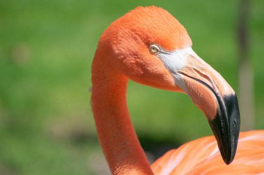 Ön taraftan bir flamingo yaklaşıyor.