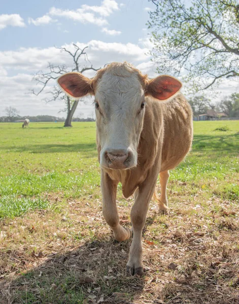 Vista Cerca Una Vaca — Foto de Stock