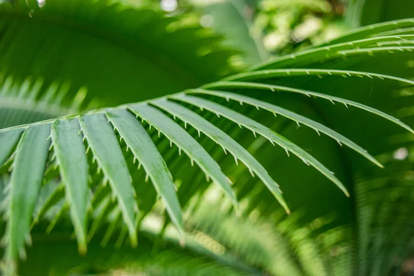Yumuşak arkaplanı olan tropik bir palmiye ağacının eğreltiotu 