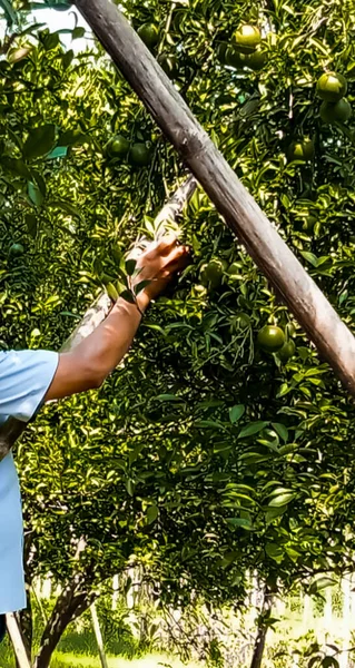 Çiftlikteki bir ağaçtan portakal toplayan birini gördüm.