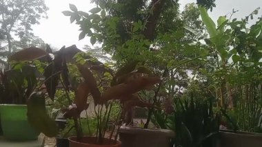 Yağmur damlaları ıslanıyor ve yaprakları sallıyor