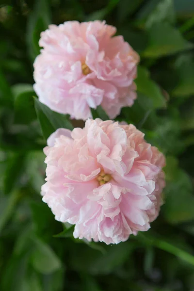 Due fiori di peonia rosa. Macro immagine di due grandi Bud lussureggiante fiore di peonia rosa — Foto Stock