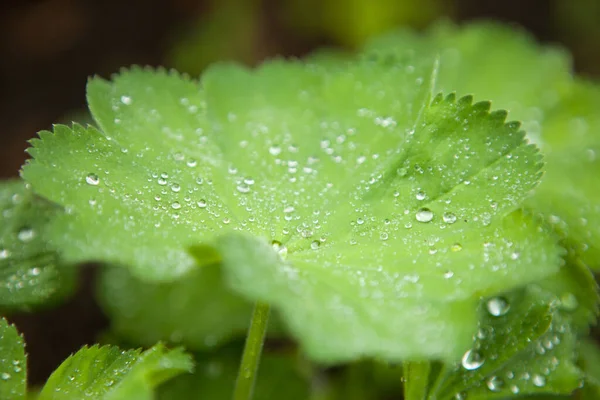 lady-s mantles plant-green leaf with water drops or raindrops. foliage is semi-round