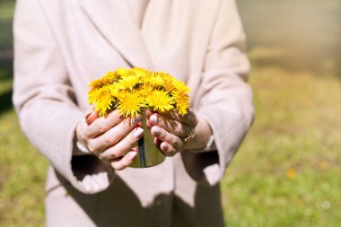 Metalik kovada karahindiba tutan bir kadın. Yazın, parkta metal kovada bir buket sarı çiçek