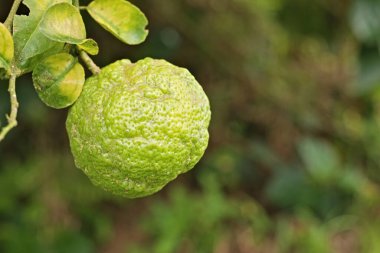 Limon meyvesi Yeşil narenciye, limon ve yeşil yapraklar. Bokeh ile limon