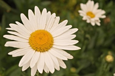 Sarı polenli Daisy çiçekleri. Papatyalar sardalyada Bokeh arkaplanıyla