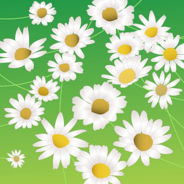 Güzel beyaz papatyalar çiçek dikiyor.