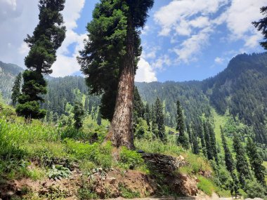 Kashmir is famous all over the world due to its natural beauty, green trees, high mountains, beautiful valleys, flowing springs, it is also called the Switzerland of the East.