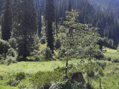 Kashmir is famous all over the world due to its natural beauty, green trees, high mountains, beautiful valleys, flowing springs, it is also called the Switzerland of the East.