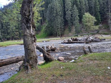 Kashmir is famous all over the world due to its natural beauty, green trees, high mountains, beautiful valleys, flowing springs, it is also called the Switzerland of the East.