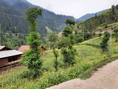 Kashmir is famous all over the world due to its natural beauty, green trees, high mountains, beautiful valleys, flowing springs, it is also called the Switzerland of the East.