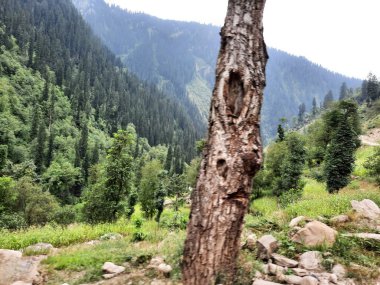 Kashmir is famous all over the world due to its natural beauty, green trees, high mountains, beautiful valleys, flowing springs, it is also called the Switzerland of the East.