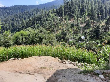 Kashmir is famous all over the world due to its natural beauty, green trees, high mountains, beautiful valleys, flowing springs, it is also called the Switzerland of the East.