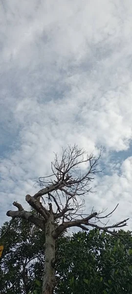 Мертвое Дерево Среди Живых Деревьев Тенистый День Облака — стоковое фото