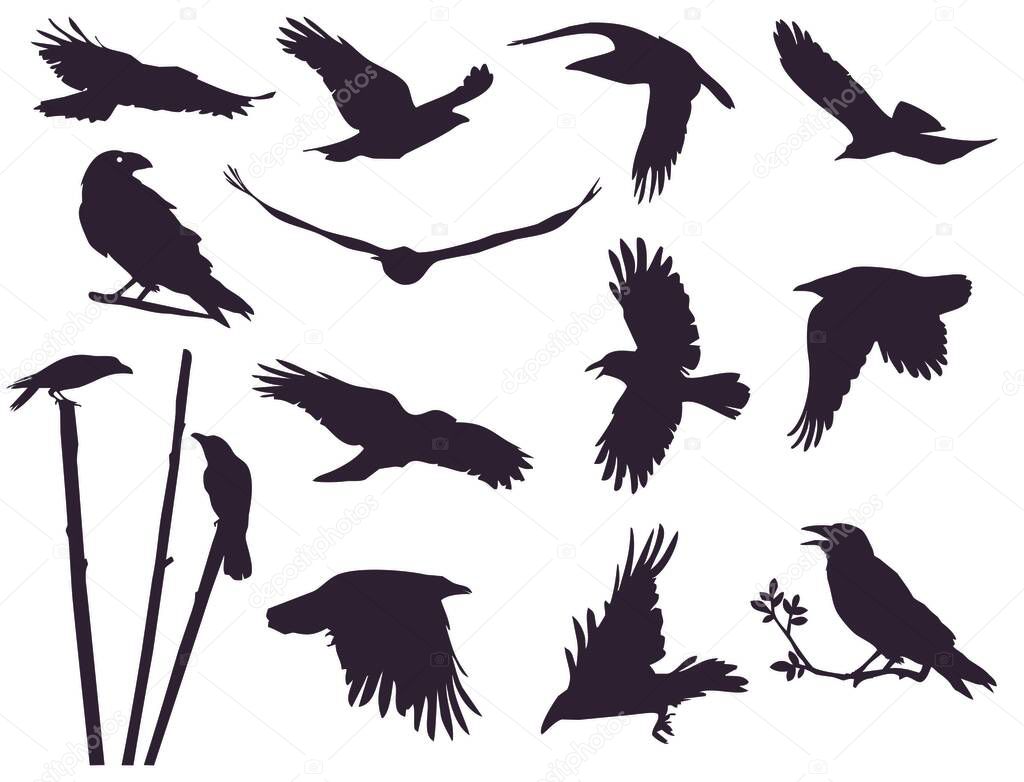 Set of crows (13 pieces). Flying birds silhouettes set. Crows flap their wings and fly in the sky