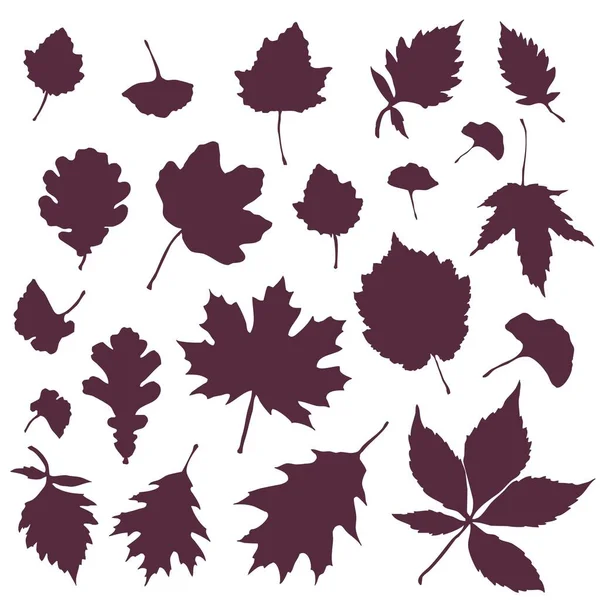 Set Leaf Silhouettes Leaves Deciduous Forest Trees — Stock Vector