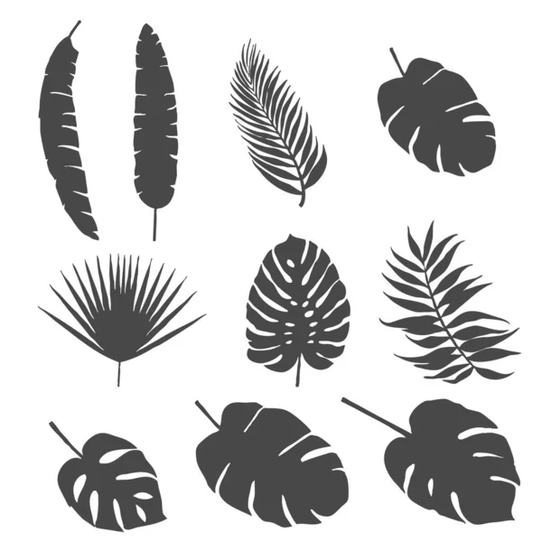 Σύνολο Σιλουετών Από Φύλλα Φοίνικα Και Άλλα Φύλλα Εξωτικών Δέντρων — Διανυσματικό Αρχείο