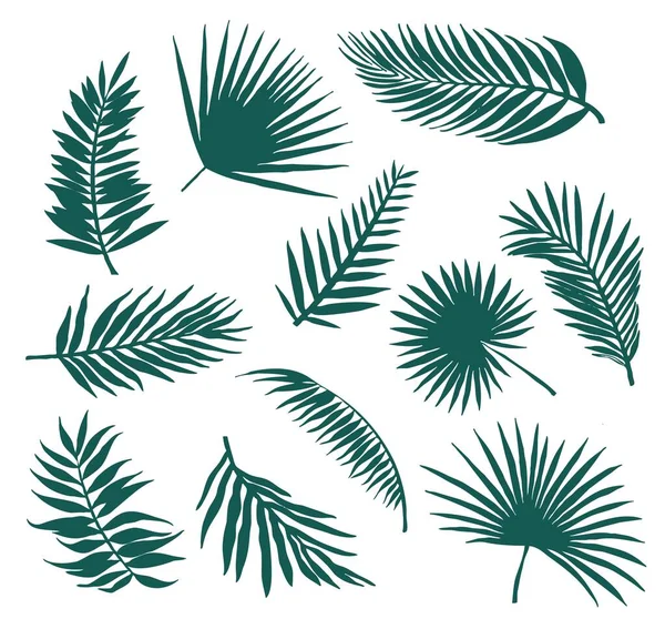 Set Silhouettes Eleven Palm Branches Leaves — Wektor stockowy