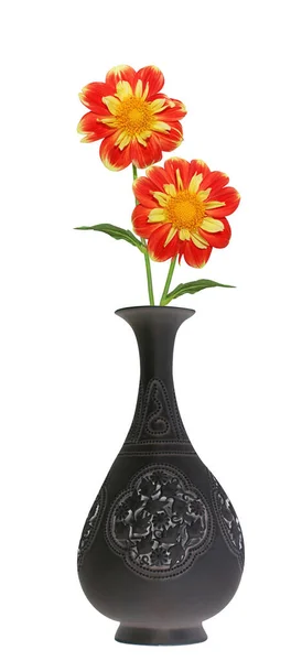 Güzel kırmızı gerbera çiçeği beyaz arkaplanda izole edilmiş.