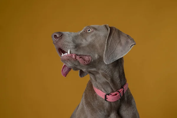 weimaraner dog in photography studio in front of yellow background posing in photo studio shot horizontaly