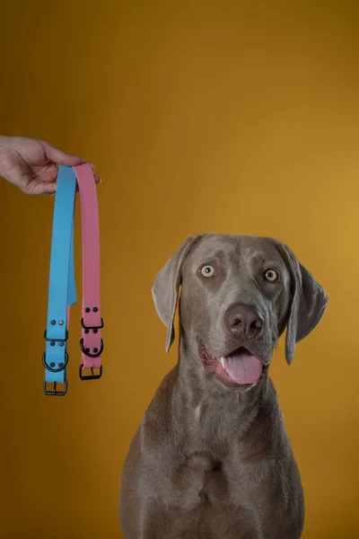 weimaraner dog in photography studio in front of yellow background posing with blue and yellow collars hand held with hand in photo studio shot verticaly