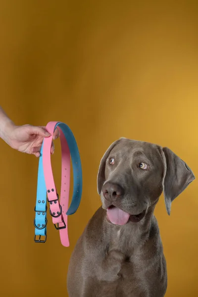 Weimaraner Cane Studio Fotografia Fronte Sfondo Giallo Posa Con Colletti — Foto Stock