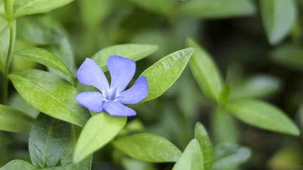 Blühende Pflanze Einem Sonnigen Frühlingsgarten — Stockfoto