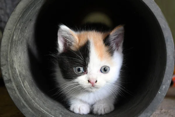 Pequeno Gatinho Multicolorido Senta Tubo — Fotografia de Stock