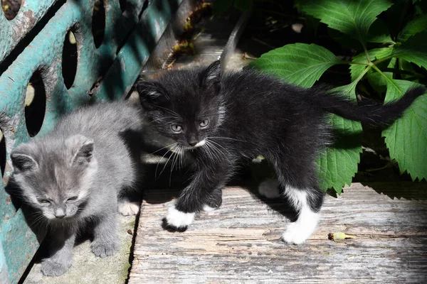 Küçük siyah bir kedi yavrusu ve gri bir kedi güneşte oynuyorlar.