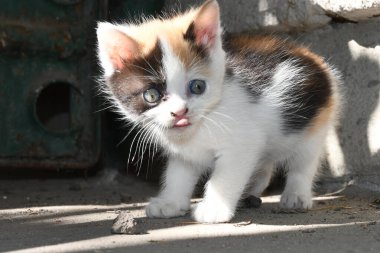 Çok renkli küçük bir kedi yavrusu dudaklarını yalıyor.