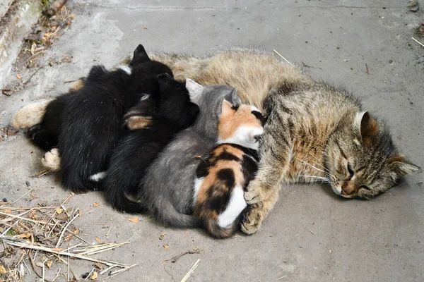 Gatto Alimentando Suoi Gattini — Foto Stock