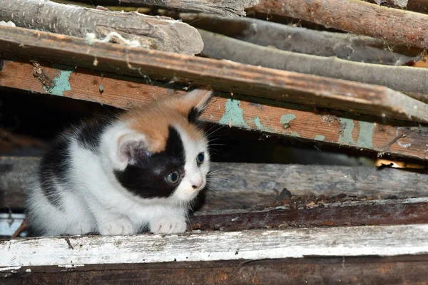 Pequeno Gatinho Multicolorido Escondeu Celeiro — Fotografia de Stock