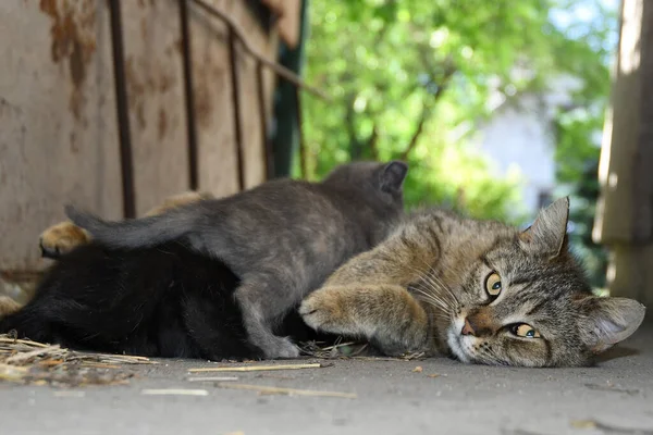 Chat Nourrir Ses Petits Chatons — Photo