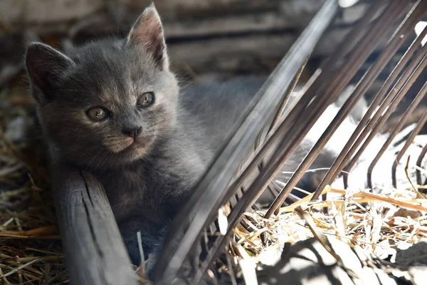 Pequeño Peludo Gatito Jugando Granero —  Fotos de Stock