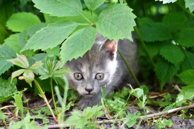 Küçük tüylü kedi bahçede oynuyor.
