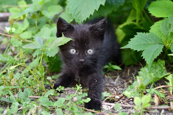 Kleine Flauschige Kätzchen Spielen Garten — Stockfoto