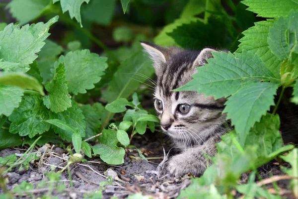 Pequeño Gatito Esponjoso Jugando Jardín —  Fotos de Stock