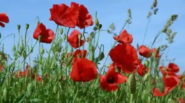 Kırmızı çiçeklerle haşhaş alanı