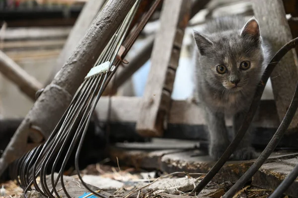 Affascinante Piccolo Gattino Soffice Gioca Nel Cortile Villaggio — Foto Stock