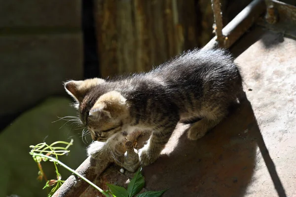 Encantador Gatito Esponjoso Juega Patio Pueblo —  Fotos de Stock