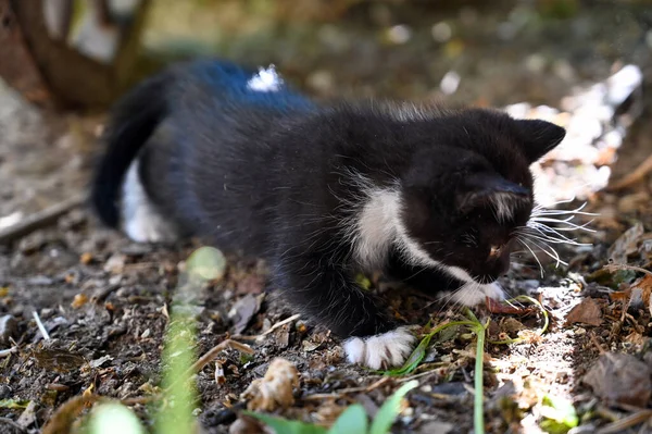 Charmoso Gatinho Fofo Joga Quintal Uma Aldeia — Fotografia de Stock