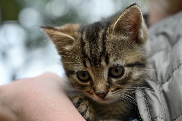 Küçük kedi yavrusu elleri üzerinde oturuyor.
